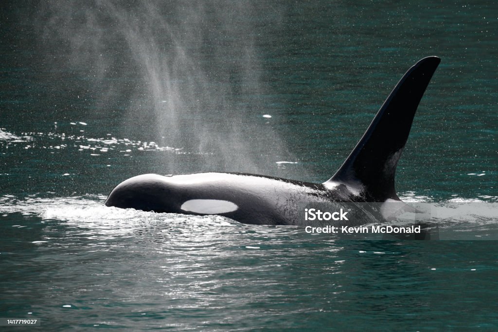 Orca Whale An orca whale covered in mist from its breath Orca Stock Photo