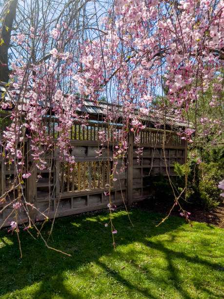 istock Cherry Blossoms at Kariya Park, Mississauga, Canada. 1417719582