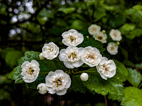 White bow flower in the garden