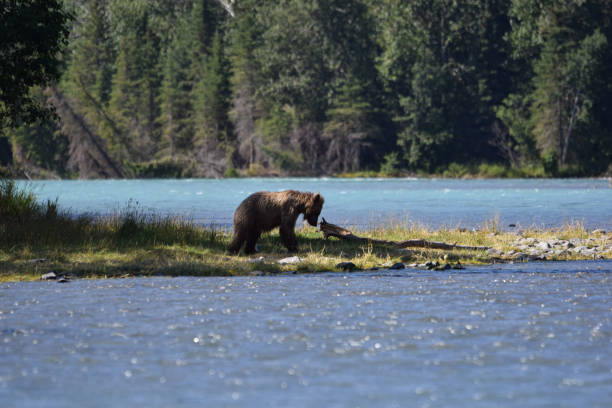 istock Brown Bear on the Kenai River 1417719783