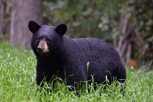 A black bear hanging out in a meadow of tall grass