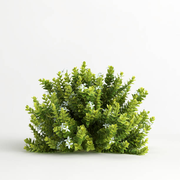 istock 3d illustration of hebe odora bush isolated on white background 1417720254