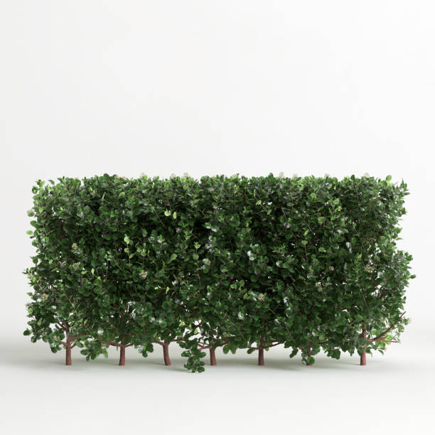 istock 3d illustration of Escallonia iveyi bush isolated on white background 1417720255