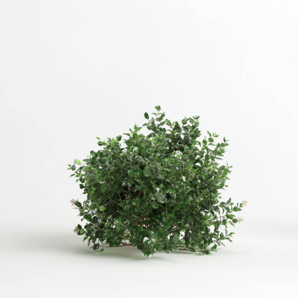 istock 3d illustration of Escallonia iveyi bush isolated on white background 1417720271