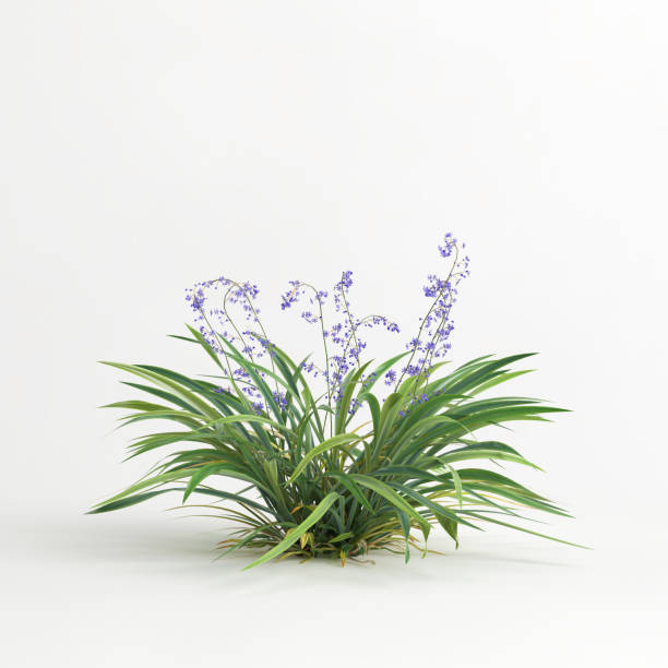 istock 3d illustration of dianella caerulea bush isolated on white background 1417720868