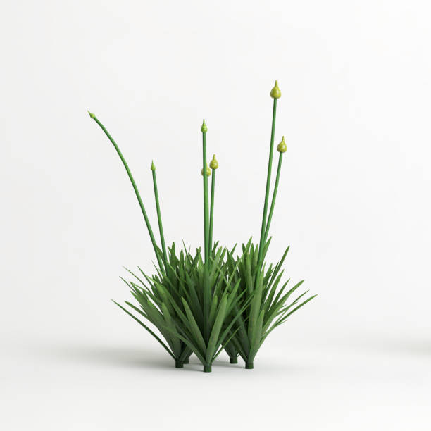istock 3d illustration of allium caeruleum 1417721535