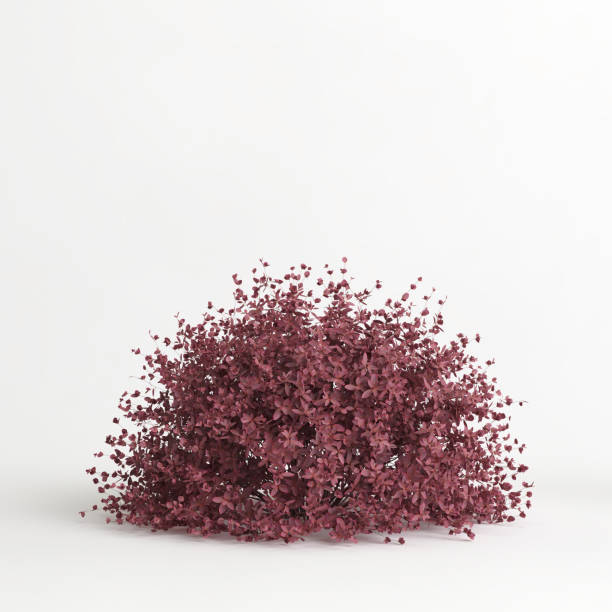 istock 3d illustration of Berberis thunbergii tree isolated on white background 1417721572