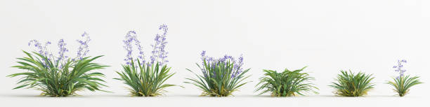 istock 3d illustration of set dianella caerulea bush isolated on white background 1417721628