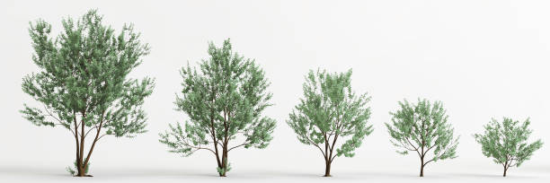 istock 3d illustration of set eucalyptus gunnii tree isolated on white background 1417721736