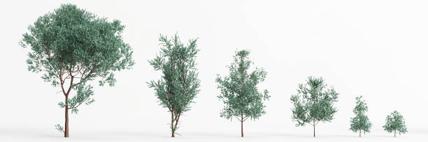 istock 3d illustration of set eucalyptus cinerea tree isolated on white background 1417721737