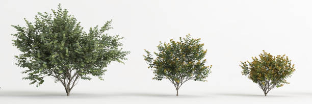 istock 3d illustration of set hamamelis x intermedia tree isolated on white background 1417721844