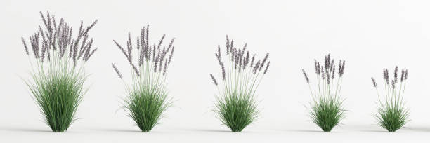 istock 3d illustration of set molinia caerulea grass isolated on white background 1417721863