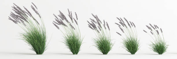 istock 3d illustration of set molinia caerulea grass isolated on white background 1417721872