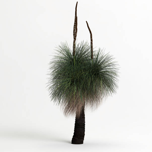 istock 3d illustration of Xanthorrhoea arborea tree isolated on white background 1417721921