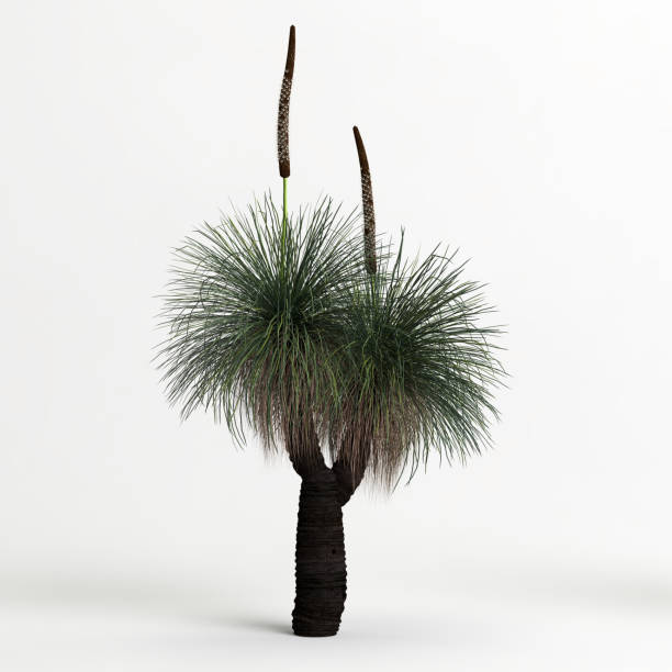 istock 3d illustration of Xanthorrhoea arborea tree isolated on white background 1417721925
