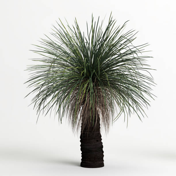 istock 3d illustration of Xanthorrhoea arborea tree isolated on white background 1417721928