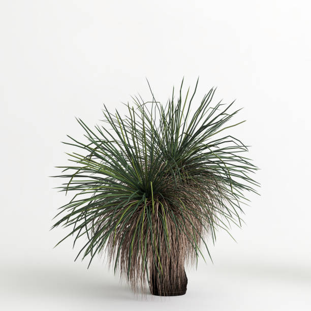 istock 3d illustration of Xanthorrhoea arborea tree isolated on white background 1417721944