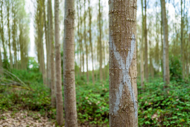 foyer peu profond d’une croix pulvérisée vue sur un jeune arbre dans une plantation qui a une maladie qui se déplace rapidement. - lumber industry agriculture plantation deciduous tree photos et images de collection