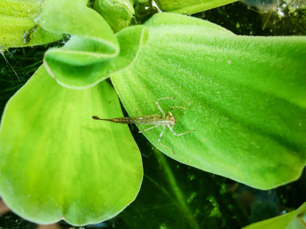 istock Damselfly nymph hatching on water lettuce 1417726048
