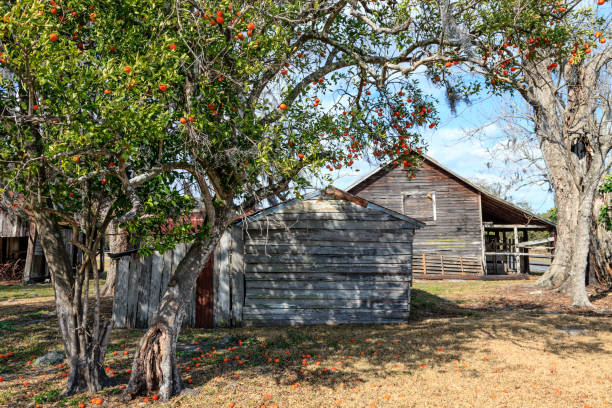 Shingle Creek Park has many historic structures on display grouped to represent a typical Osceola County, Florida town, circa the late 1800s. The display includes this barn and shed which are actual structures preserved from that era. The Orange tree is alive and well, seen here shedding its oranges onto the ground around it. shingle creek park tiene muchas estructuras históricas en exhibición agrupadas para representar una ciudad típica del condado de osceola, florida, alrededor de finales de 1800. la exhibición incluye este granero y cobertizo, que son estructuras reales