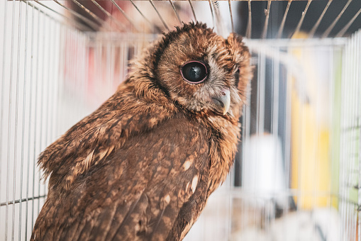 A baby brown owl in a cage.Owl's gaze.