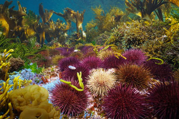 istock Sea urchins and algae in the ocean shallow underwater seascape 1417727699