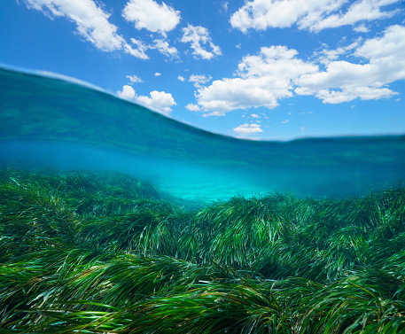 Seagrass underwater sea and blue sky with cloud, split view over and under water surface, Mediterranean sea