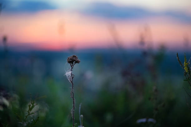 A beautiful meadow with wildflowers and plants on the background of a bright sunset sky.  Bokeh.  Silhouettes of wild grass and flowers. Nature background in summer. stock photo