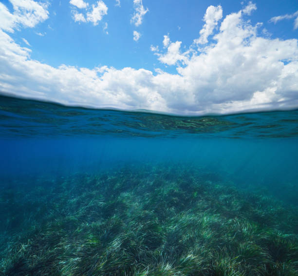 istock Seascape sea grass underwater and blue sky with cloud over under water 1417729305