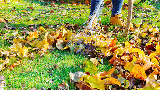 The gardener cleans the grass from fallen leaves in the orchard. A woman rakes autumn leaves from the lawn on a warm sunny day. Caring for the orchard and lawn in the fall season.