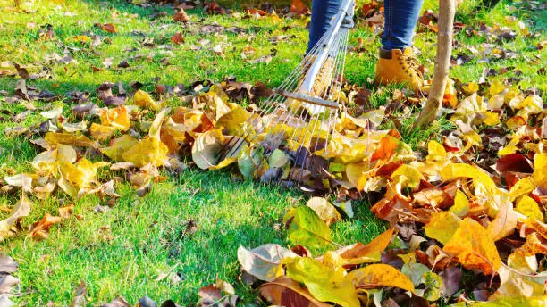 Photo of The gardener cleans the grass from fallen leaves in the orchard. A woman rakes autumn leaves from the lawn on a warm sunny day. Caring for the orchard and lawn in the fall season.