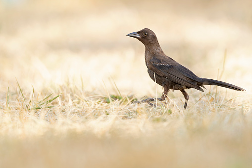 A brown colored songbird foraging in a dried out meadow photograped from a low angle.
