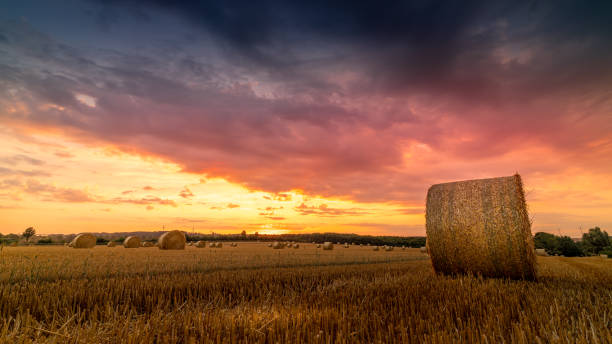 istock bright sunset on threshed wheat field 1417729937