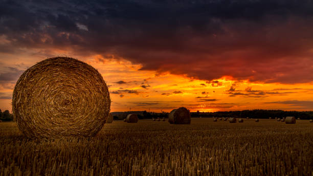 istock bright sunset on threshed wheat field 1417729938
