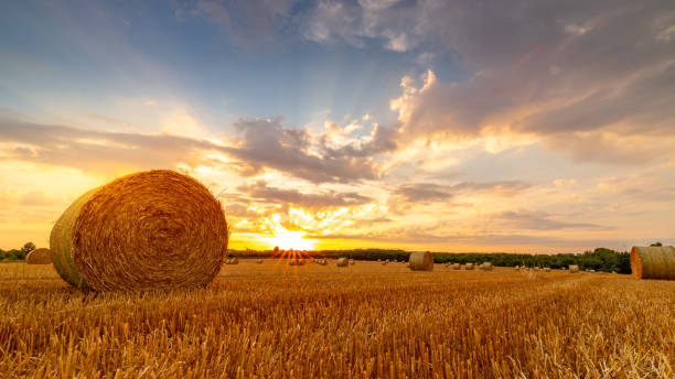 istock bright sunset on threshed wheat field 1417729940