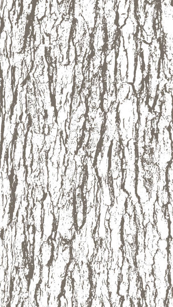 ilustraciones, imágenes clip art, dibujos animados e iconos de stock de oak tree bark textura - bark
