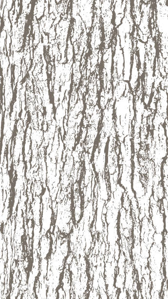 Oak tree bark texture One color vector background with the texture of oak tree bark. tree bark stock illustrations