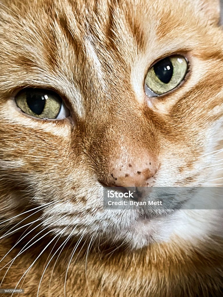 Feline Maximus Orange Tabby cat with love Animal Body Part Stock Photo