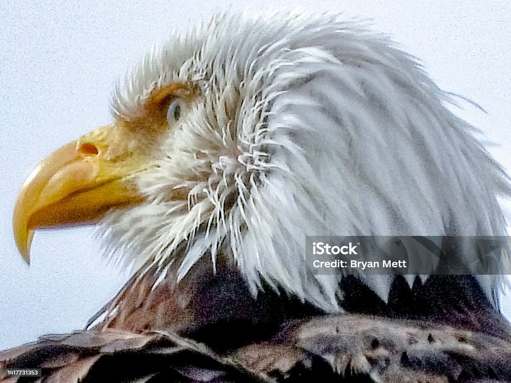 Eagle headshot Eagle headshot on Vancouver Island Animal Body Part Stock Photo