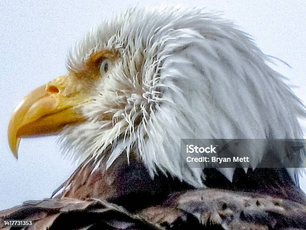 Eagle Headshot Stock Photo - Download Image Now - Animal Body Part, Animal Head, Bald Eagle