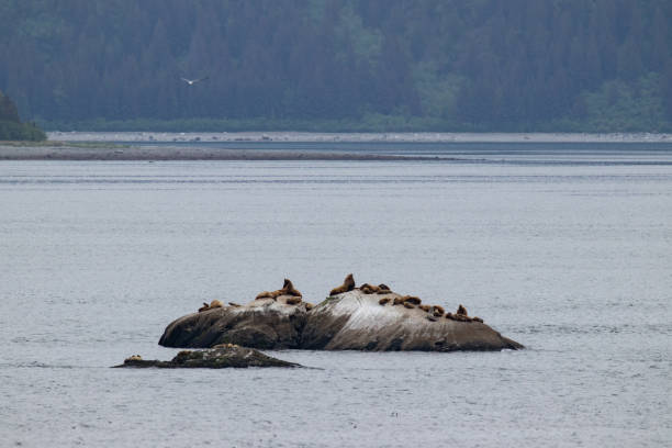 istock Sea Lions Cruise Ship, Alaska 1417731438
