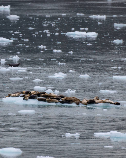 istock Sea Lions Cruise Ship, Alaska 1417731497