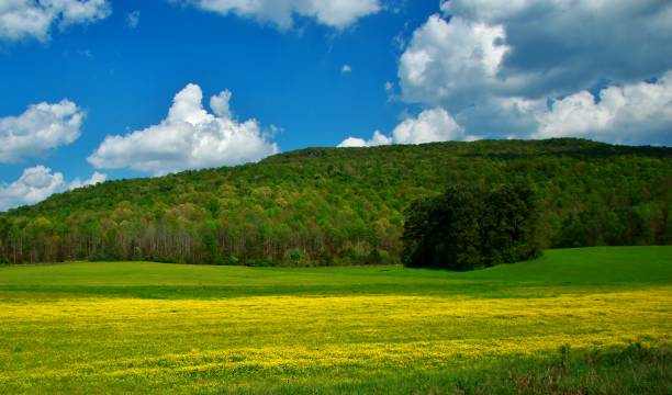 istock Landscape meadows Tennessee with yellow flowers 1417731498