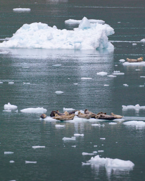 istock Sea Lions Cruise Ship, Alaska 1417731512