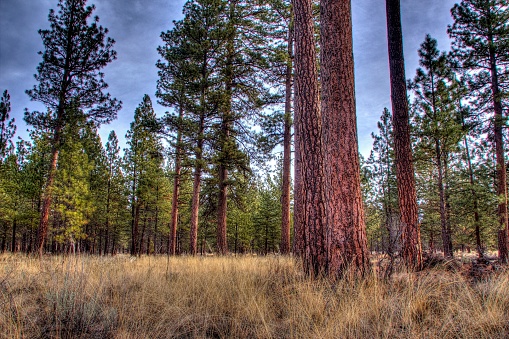 Ponderosa pine trees near the Metolius river springs in sisters Oregon