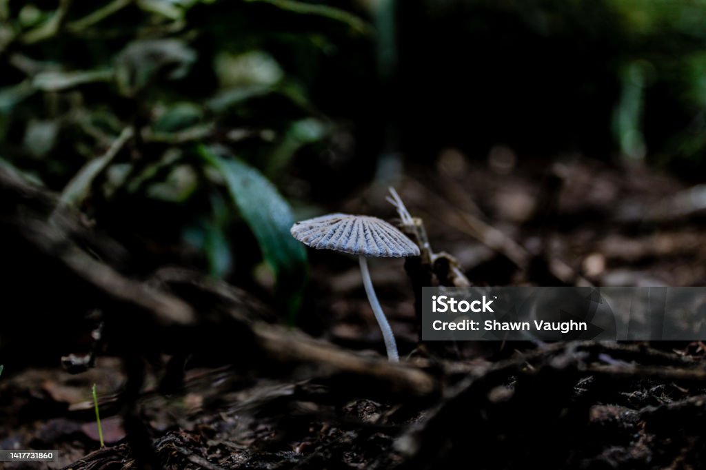 Lone mushroom A single mushroom on the forest floor Autumn Stock Photo