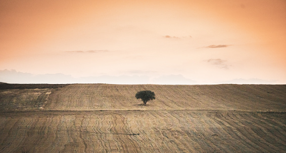 Single tree at sunset in a wheat field