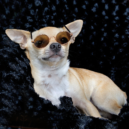 A cute chihuahua with sunglasses \n styled and sitting on black background.