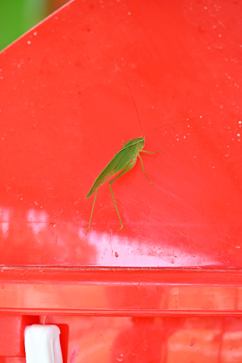 closeup the green bug insect grasshopper hold and sitting on the red plastic bucket on the red background.
