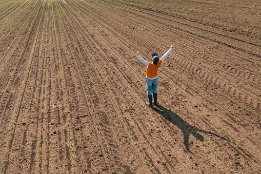 Successful corn farmer wearing trucker's hat standing in corn sprout field with arms raised up in the air as gesture of victory, aerial shot from drone pov